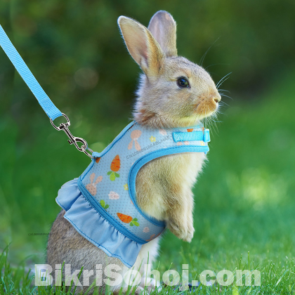 Harness